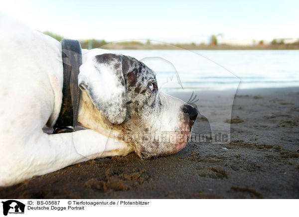 Deutsche Dogge Portrait / Great Dane portrait / BS-05687