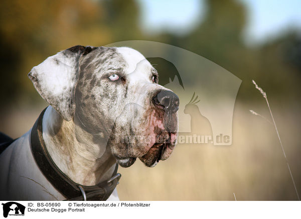 Deutsche Dogge Portrait / BS-05690