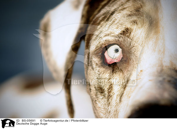 Deutsche Dogge Auge / Great Dane eye / BS-05691