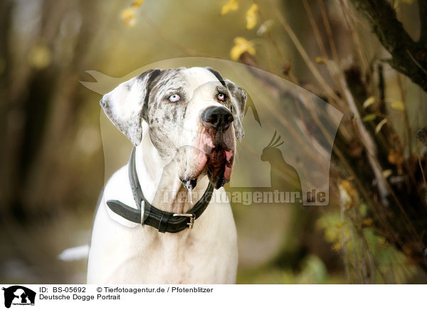 Deutsche Dogge Portrait / Great Dane portrait / BS-05692