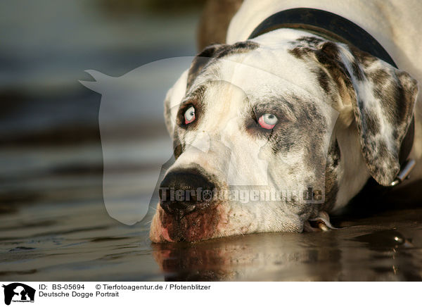 Deutsche Dogge Portrait / BS-05694