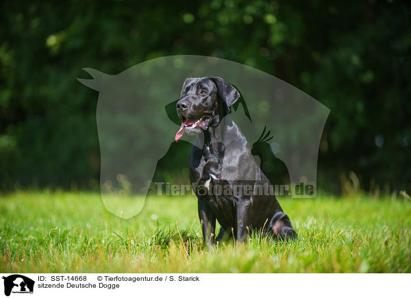 sitzende Deutsche Dogge / sitting Great Dane / SST-14668