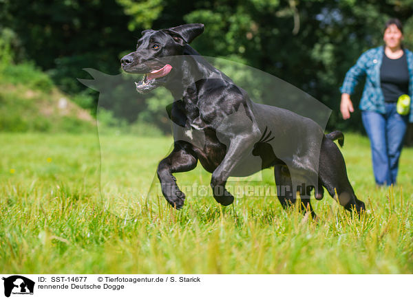 rennende Deutsche Dogge / running Great Dane / SST-14677