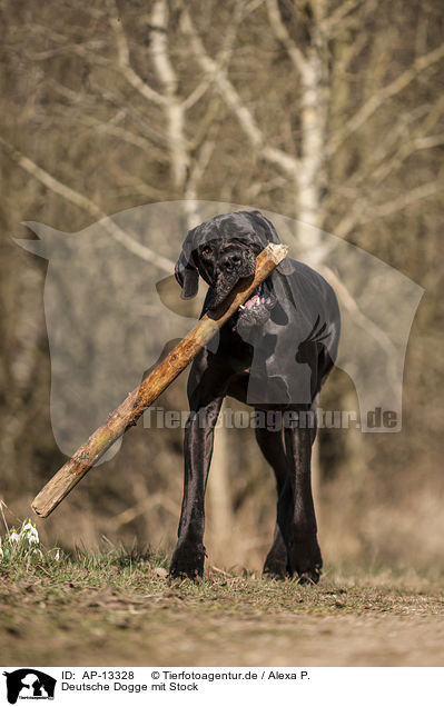 Deutsche Dogge mit Stock / Great Dane with stick / AP-13328