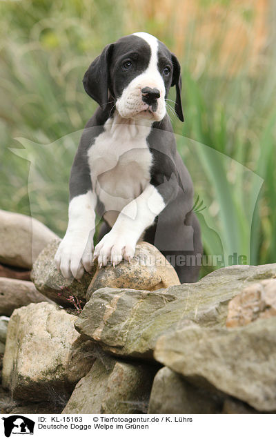 Deutsche Dogge Welpe im Grnen / Great Dane Puppy in the countryside / KL-15163