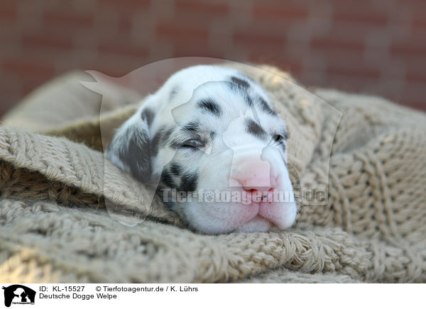 Deutsche Dogge Welpe / Great Dane Puppy / KL-15527