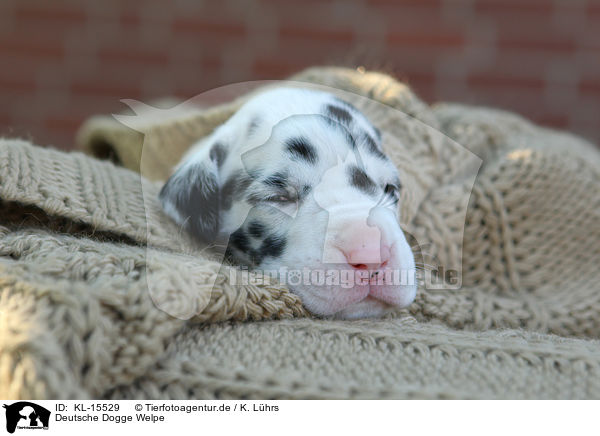 Deutsche Dogge Welpe / Great Dane Puppy / KL-15529