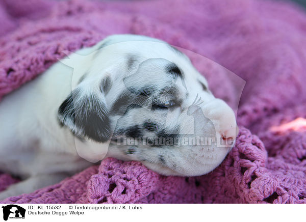 Deutsche Dogge Welpe / Great Dane Puppy / KL-15532