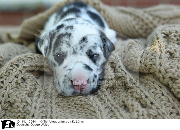 Deutsche Dogge Welpe / Great Dane Puppy / KL-15544