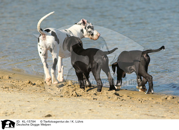 Deutsche Dogge Welpen / Great Dane Puppies / KL-15784