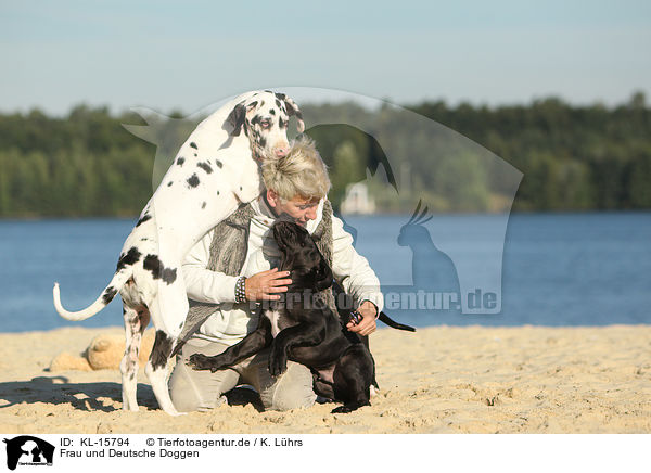 Frau und Deutsche Doggen / woman and Great Danes / KL-15794