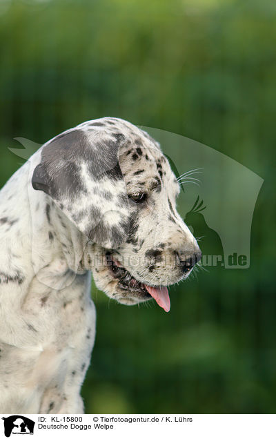 Deutsche Dogge Welpe / Great Dane Puppy / KL-15800
