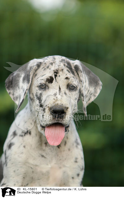 Deutsche Dogge Welpe / Great Dane Puppy / KL-15801