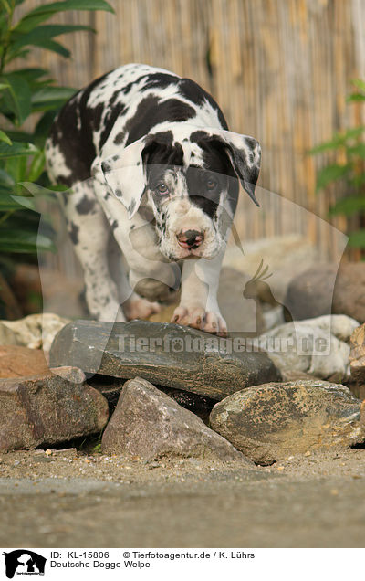 Deutsche Dogge Welpe / Great Dane Puppy / KL-15806