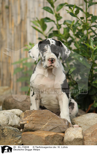 Deutsche Dogge Welpe / Great Dane Puppy / KL-15808