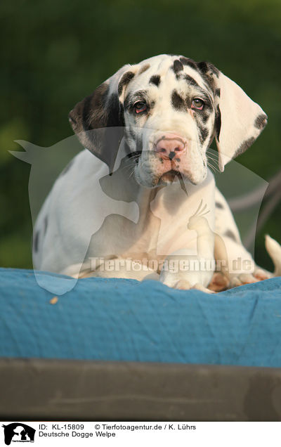 Deutsche Dogge Welpe / Great Dane Puppy / KL-15809