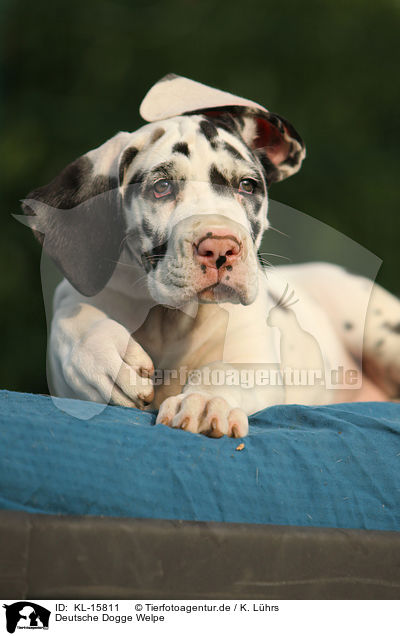 Deutsche Dogge Welpe / Great Dane Puppy / KL-15811