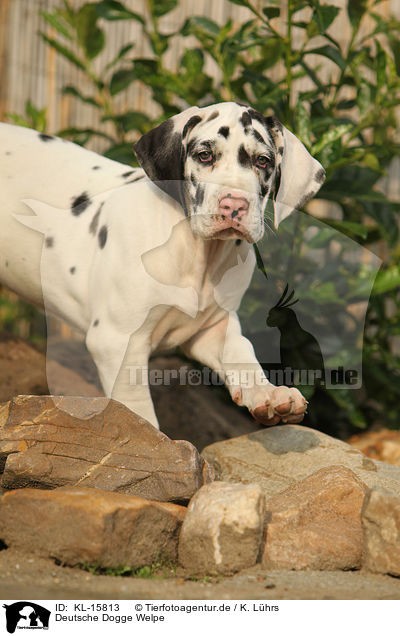 Deutsche Dogge Welpe / Great Dane Puppy / KL-15813