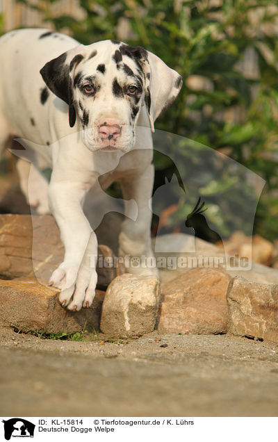 Deutsche Dogge Welpe / Great Dane Puppy / KL-15814