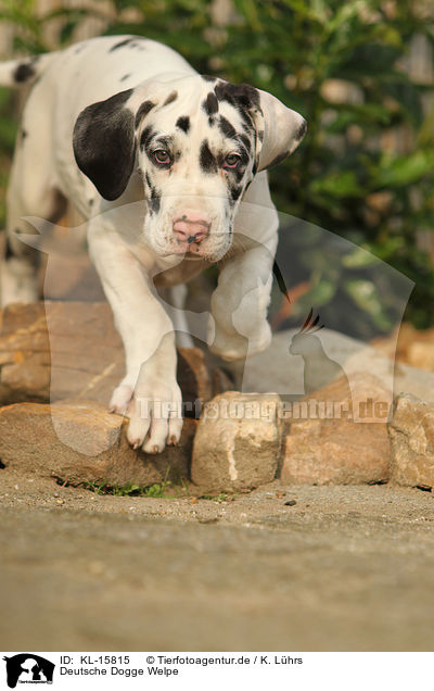Deutsche Dogge Welpe / Great Dane Puppy / KL-15815