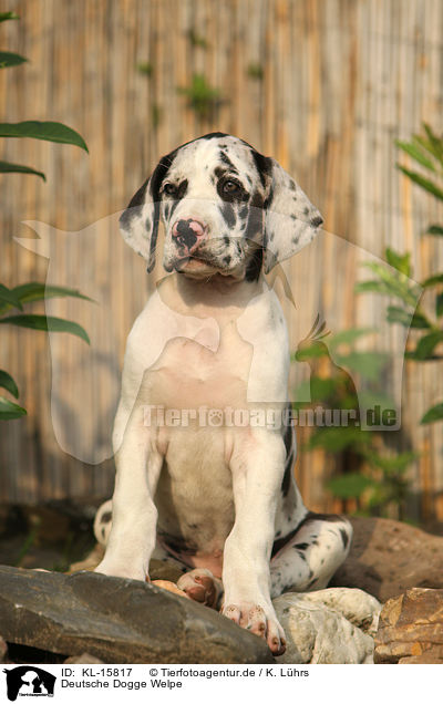 Deutsche Dogge Welpe / Great Dane Puppy / KL-15817