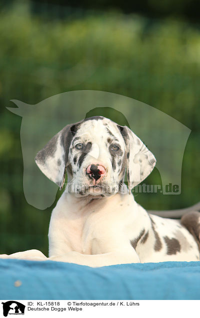 Deutsche Dogge Welpe / Great Dane Puppy / KL-15818