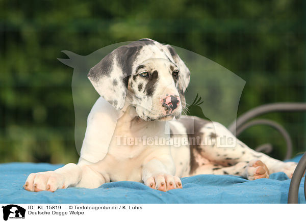 Deutsche Dogge Welpe / Great Dane Puppy / KL-15819