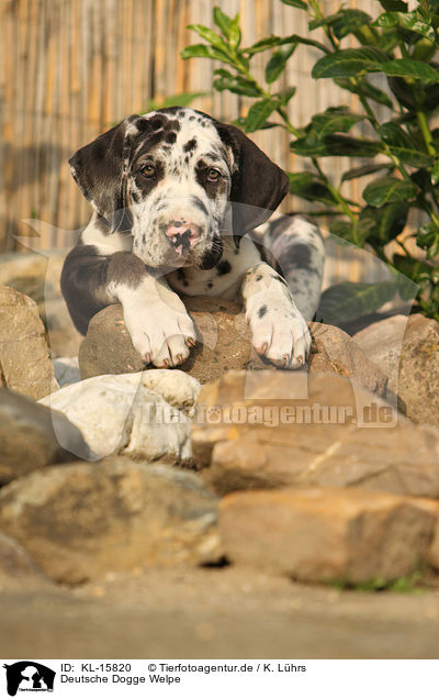 Deutsche Dogge Welpe / Great Dane Puppy / KL-15820