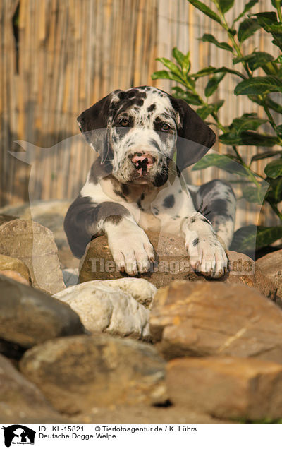 Deutsche Dogge Welpe / Great Dane Puppy / KL-15821