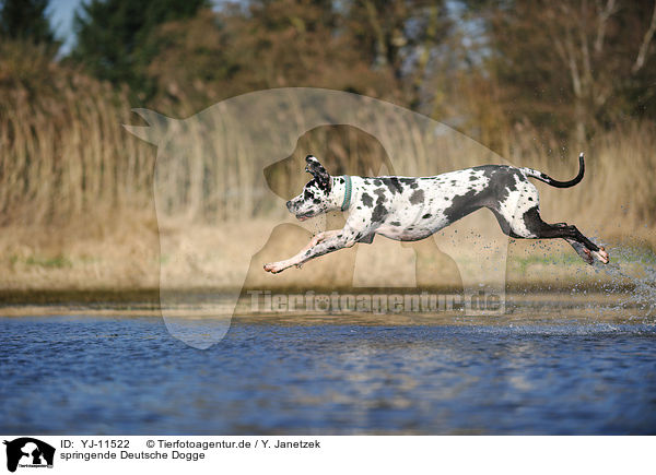 springende Deutsche Dogge / jumping Great Dane / YJ-11522