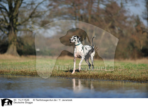 Deutsche Dogge / Great Dane / YJ-11526