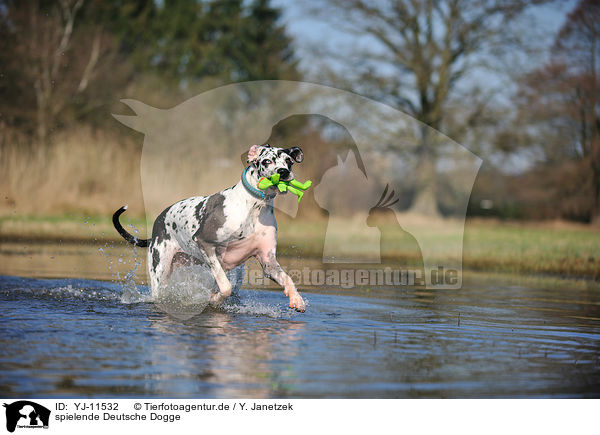 spielende Deutsche Dogge / playing Great Dane / YJ-11532