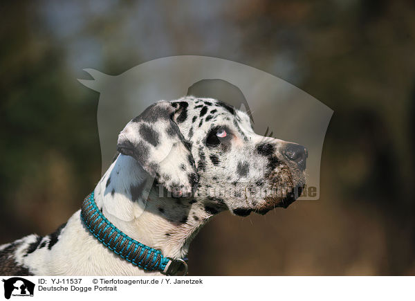 Deutsche Dogge Portrait / Great Dane Portrait / YJ-11537
