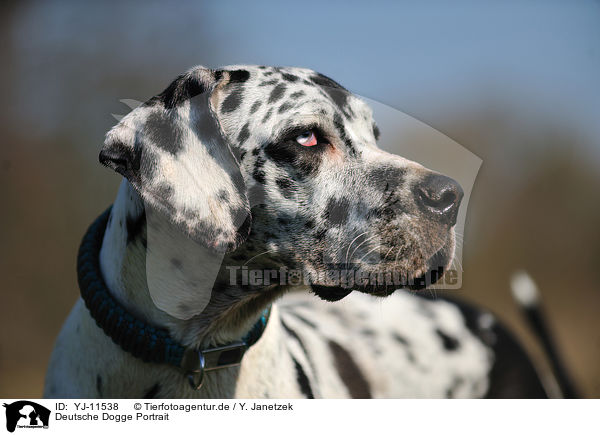 Deutsche Dogge Portrait / Great Dane Portrait / YJ-11538