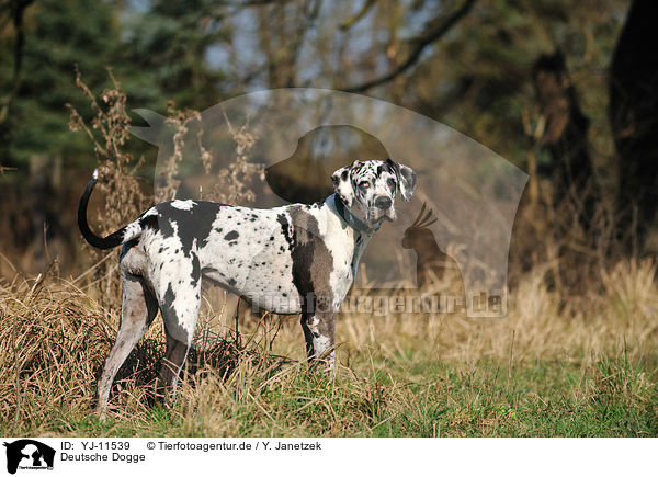 Deutsche Dogge / Great Dane / YJ-11539