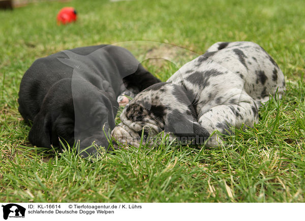 schlafende Deutsche Dogge Welpen / sleeping Great Dane Puppies / KL-16614