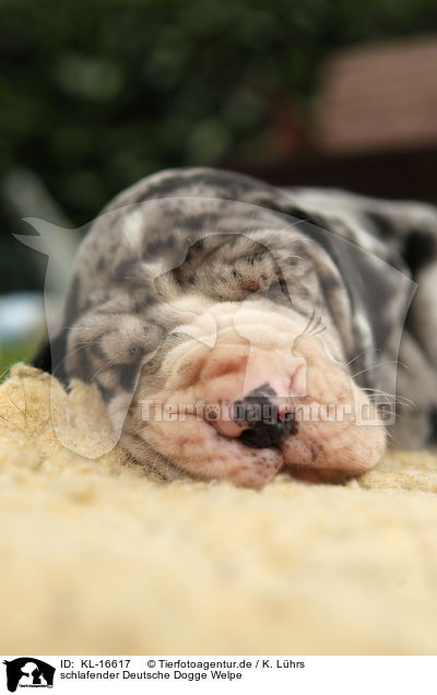 schlafender Deutsche Dogge Welpe / sleeping Great Dane Puppy / KL-16617