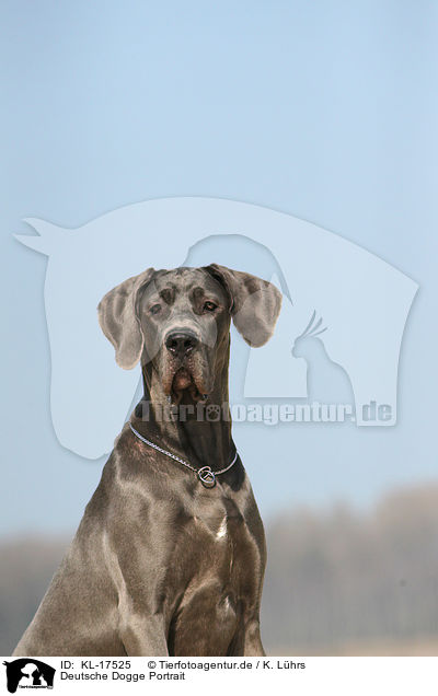 Deutsche Dogge Portrait / KL-17525