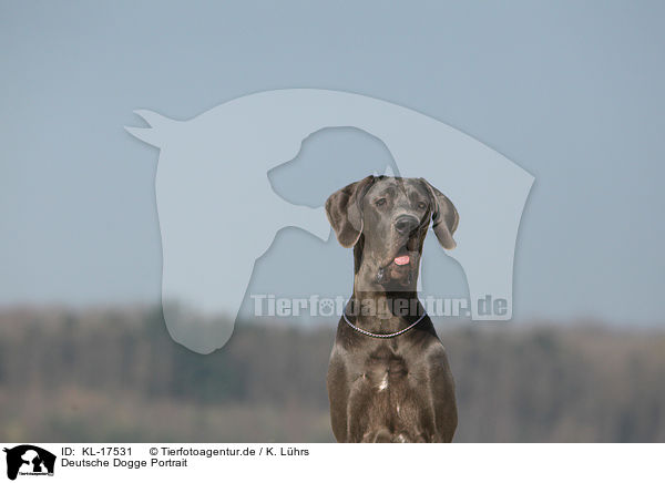 Deutsche Dogge Portrait / KL-17531