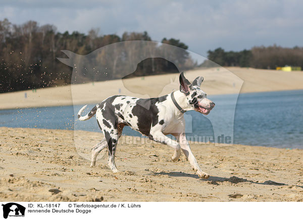 rennende Deutsche Dogge / running Great Dane / KL-18147