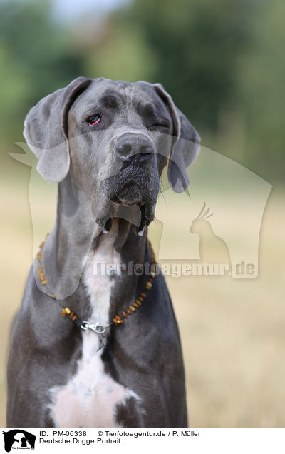 Deutsche Dogge Portrait / Great Dane Portrait / PM-06338