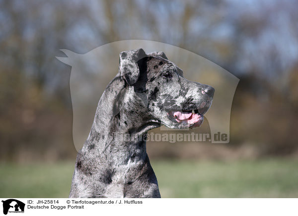 Deutsche Dogge Portrait / Great Dane Portrait / JH-25814