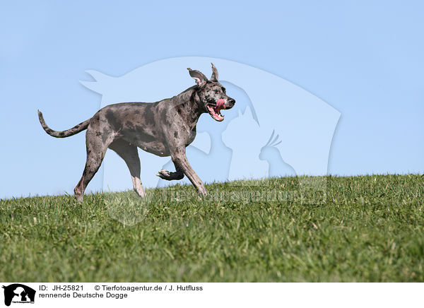 rennende Deutsche Dogge / running Great Dane / JH-25821