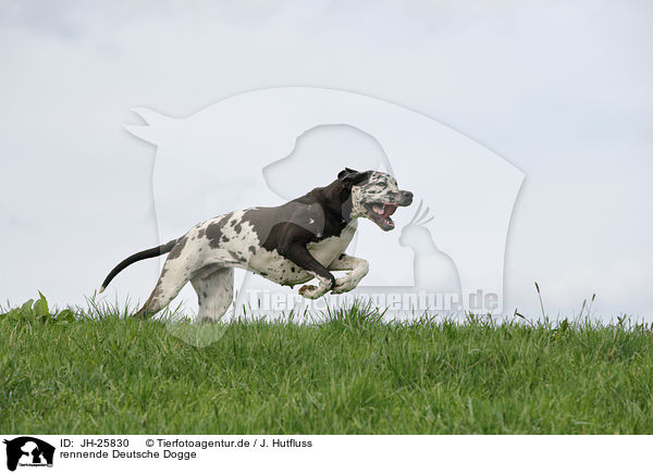 rennende Deutsche Dogge / running Great Dane / JH-25830