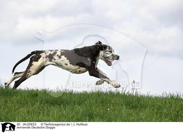 rennende Deutsche Dogge / JH-25833