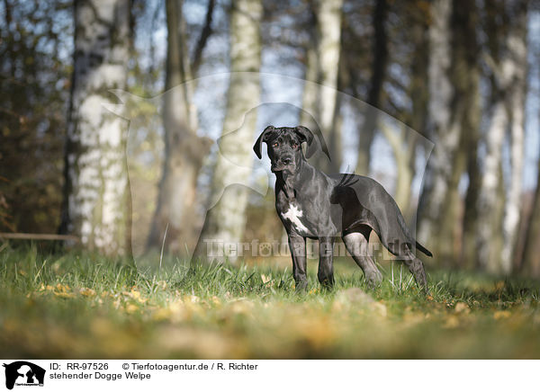 stehender Dogge Welpe / standing Great Dane Puppy / RR-97526