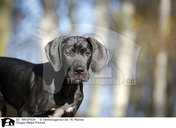 Dogge Welpe Portrait / RR-97530