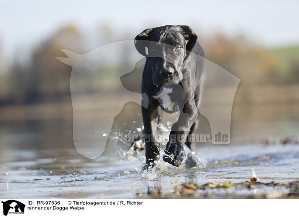 rennender Dogge Welpe / running Great Dane Puppy / RR-97536
