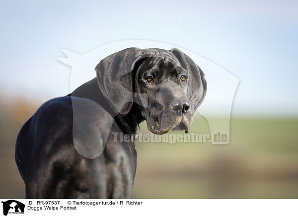 Dogge Welpe Portrait / RR-97537