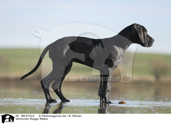 stehender Dogge Welpe / standing Great Dane Puppy / RR-97543
